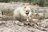 SPITZ ALLEMAND 019